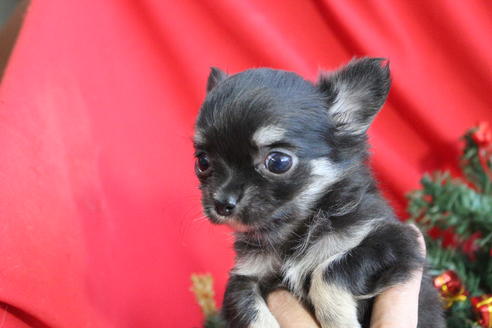 成約済の京都府のチワワ(ロングコート)-60709の3枚目