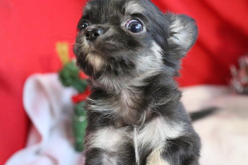 成約済の京都府のチワワ(ロングコート)-60709の2枚目