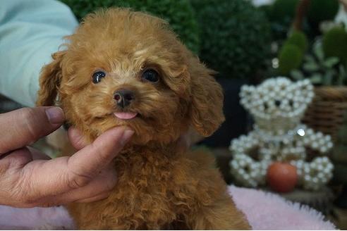 成約済の京都府のティーカッププードル-58904