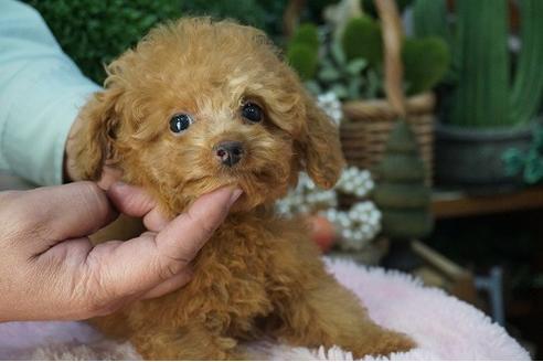 成約済の京都府のティーカッププードル-58904の3枚目