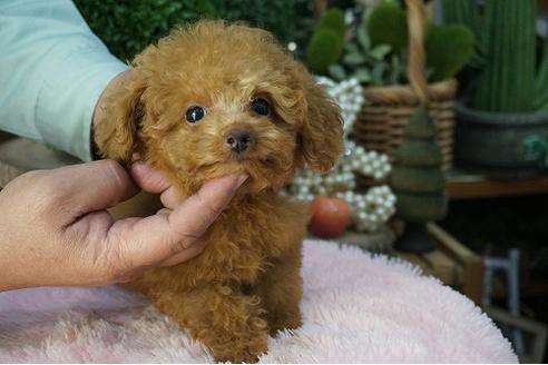 成約済の京都府のティーカッププードル-58904の2枚目