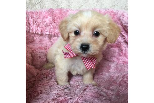 成約済の福岡県のミックス犬-60738の1枚目
