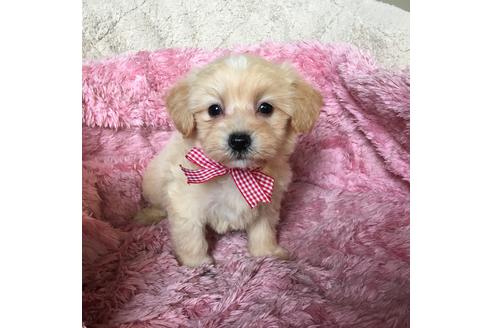 成約済の福岡県のミックス犬-60738の5枚目