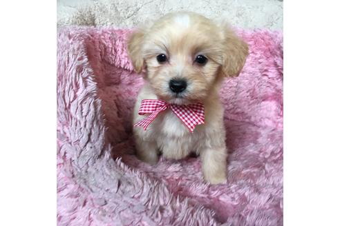 成約済の福岡県のミックス犬-60738の4枚目