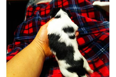 成約済の栃木県のパピヨン-60762の2枚目