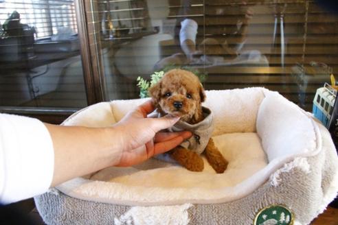 成約済の埼玉県のトイプードル-60786の4枚目