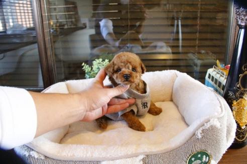 成約済の埼玉県のトイプードル-60786の3枚目