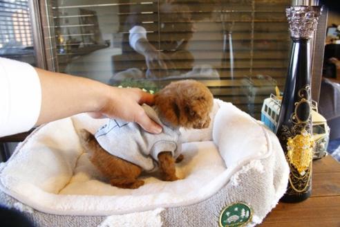 成約済の埼玉県のトイプードル-60786の2枚目