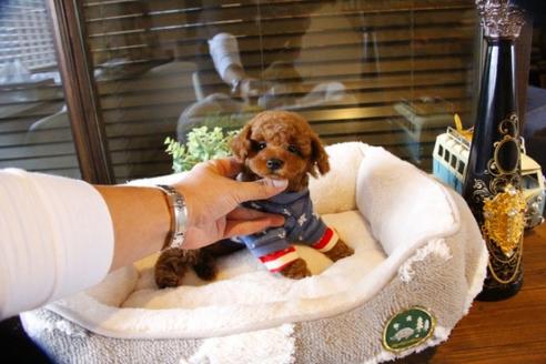 成約済の埼玉県のトイプードル-60789の1枚目