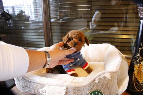 成約済の埼玉県のトイプードル-60789の3枚目