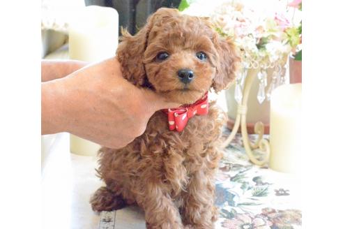 成約済の埼玉県のトイプードル-57570の13枚目