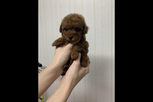 成約済の石川県のティーカッププードル-60850の4枚目