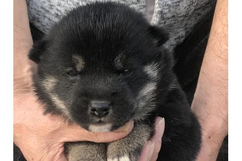 成約済の長崎県の柴犬-60919の10枚目