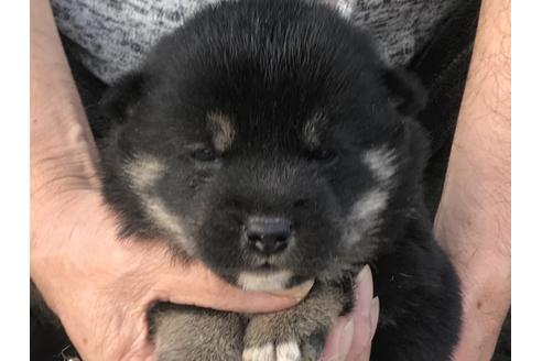 成約済の長崎県の柴犬-60919の9枚目