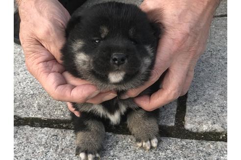 成約済の長崎県の柴犬-60919の8枚目