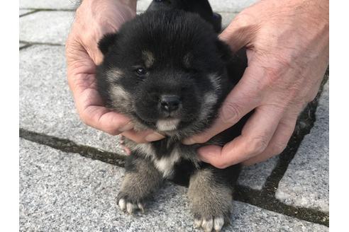 成約済の長崎県の柴犬-60919の7枚目