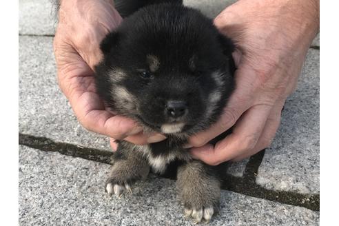 成約済の長崎県の柴犬-60919の6枚目