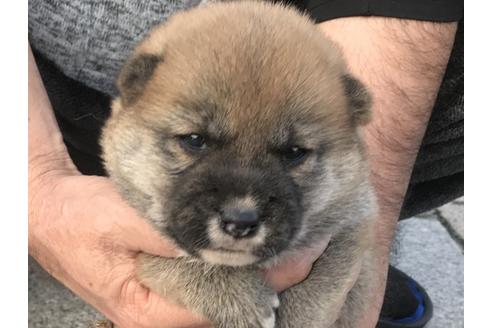 成約済の長崎県の柴犬-60921の10枚目