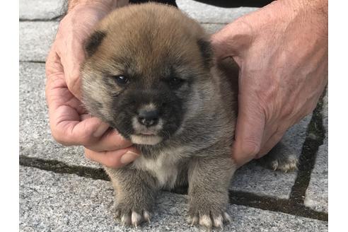 成約済の長崎県の柴犬-60921の7枚目