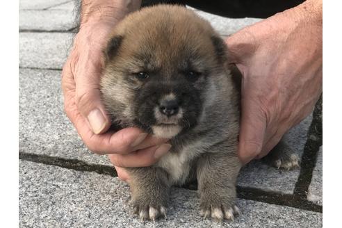成約済の長崎県の柴犬-60921の6枚目