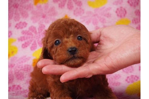 成約済の茨城県のトイプードル-60934の5枚目