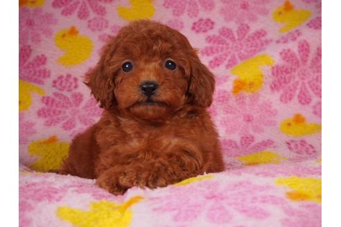 成約済の茨城県のトイプードル-60934の3枚目