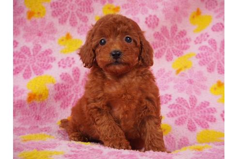 成約済の茨城県のトイプードル-60934の2枚目