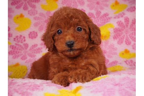 成約済の茨城県のトイプードル-60934の1枚目