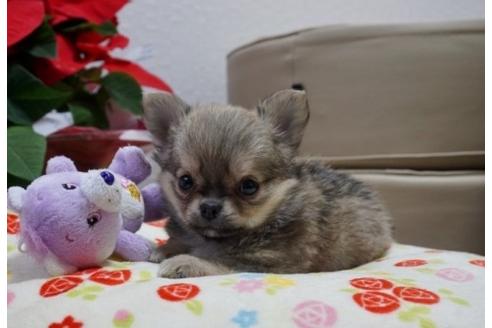 成約済の香川県のチワワ(ロングコート)-60760の1枚目