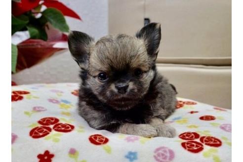 成約済の香川県のチワワ(ロングコート)-60754の1枚目