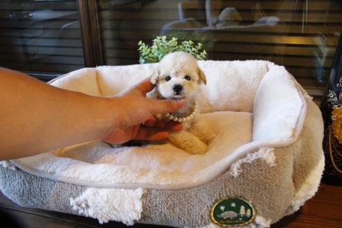 成約済の埼玉県のトイプードル-60958の5枚目