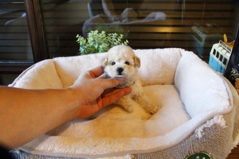 成約済の埼玉県のトイプードル-60958の4枚目