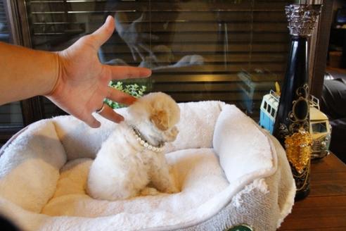 成約済の埼玉県のトイプードル-60958の3枚目