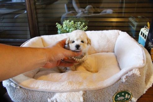 成約済の埼玉県のトイプードル-60958の2枚目