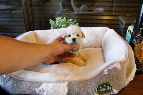 成約済の埼玉県のトイプードル-60958の1枚目