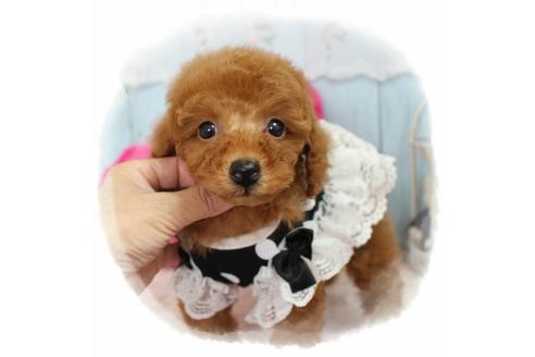 成約済の岡山県のトイプードル-59886の5枚目