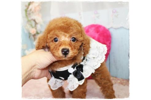 成約済の岡山県のトイプードル-59886の4枚目