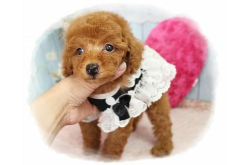 成約済の岡山県のトイプードル-59886の3枚目