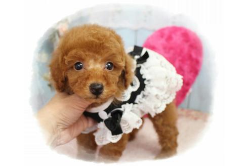 成約済の岡山県のトイプードル-59886の2枚目