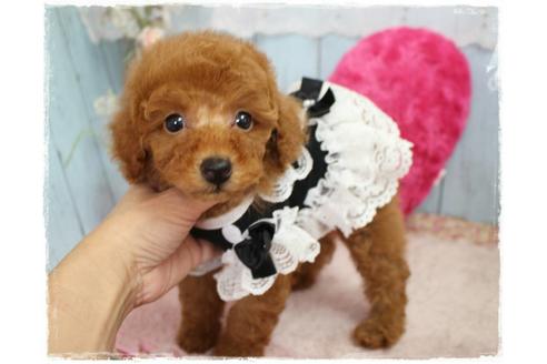 成約済の岡山県のトイプードル-59886