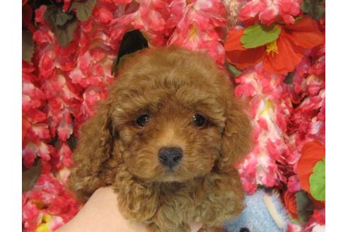 成約済の茨城県のトイプードル-60997の2枚目