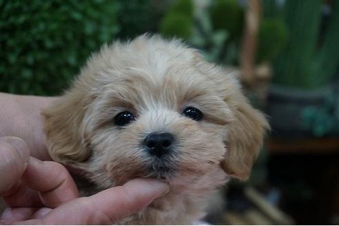 成約済の京都府のマルプー:マルチーズ×トイプードル-57014の1枚目