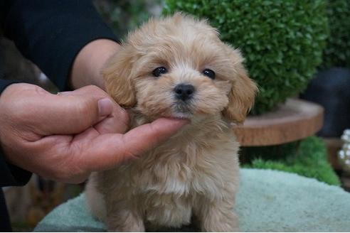 成約済の京都府のマルプー:マルチーズ×トイプードル-57014の3枚目