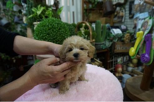 成約済の京都府のマルプー:マルチーズ×トイプードル-57014の2枚目