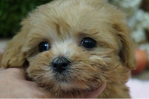 成約済の京都府のマルプー:マルチーズ×トイプードル-60998の1枚目