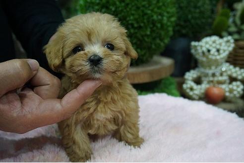 成約済の京都府のマルプー:マルチーズ×トイプードル-60998の3枚目