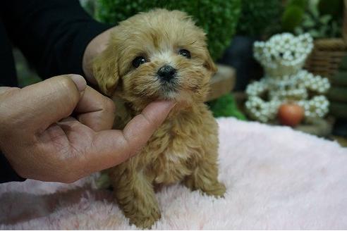 成約済の京都府のマルプー:マルチーズ×トイプードル-60998の2枚目