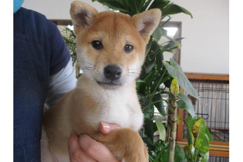 成約済の岡山県の柴犬-57878の3枚目