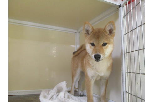 成約済の岡山県の柴犬-56244