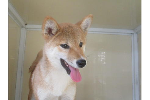 成約済の岡山県の柴犬-56244の2枚目